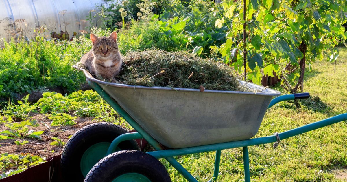 Le paillage du potager, indispensable en automne : lesquels choisir ?