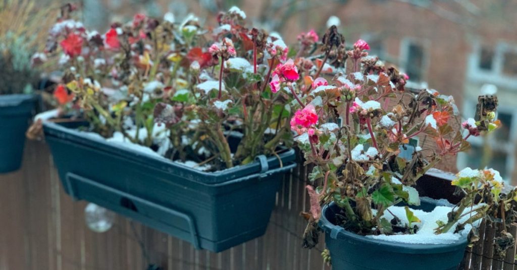 Préparer son jardin de balcon à l’hiver : ce qu’il ne faut pas oublier