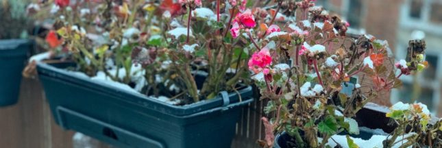 Protéger les plantes du balcon en hiver