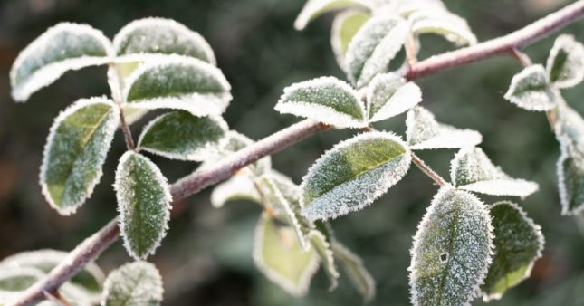 Protéger son jardin de l’hiver : ces gestes essentiels contre le froid