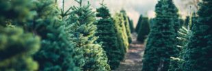 Les sapins de Noël sont-ils un 'produit essentiel' ?