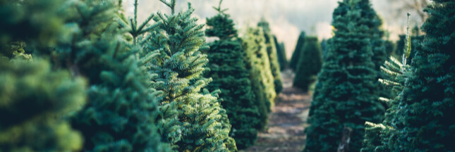 Les sapins de Noël sont-ils un ‘produit essentiel’ ?