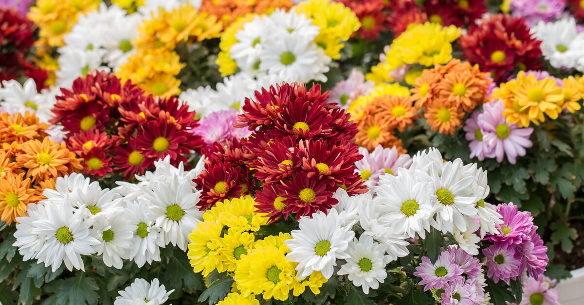 Comment conserver les chrysanthèmes en hiver ?