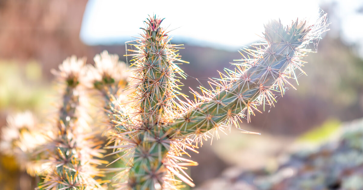 10 Graines De Cylindropuntia Imbricata (Cholla Arborescente) - Cactus Rustique Jusqu'à -15°C | Le Grenier D'Abondance