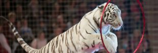Zoo d'Amnéville : clap de fin pour Tiger World, le spectacle de tigres