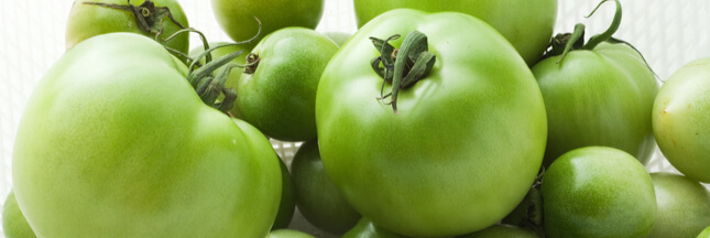 Tomates vertes : que faire avec les derniers fruits du jardin ?