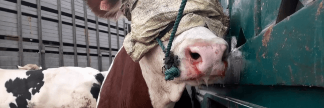 Exportation d'animaux vivants : le scandale continue