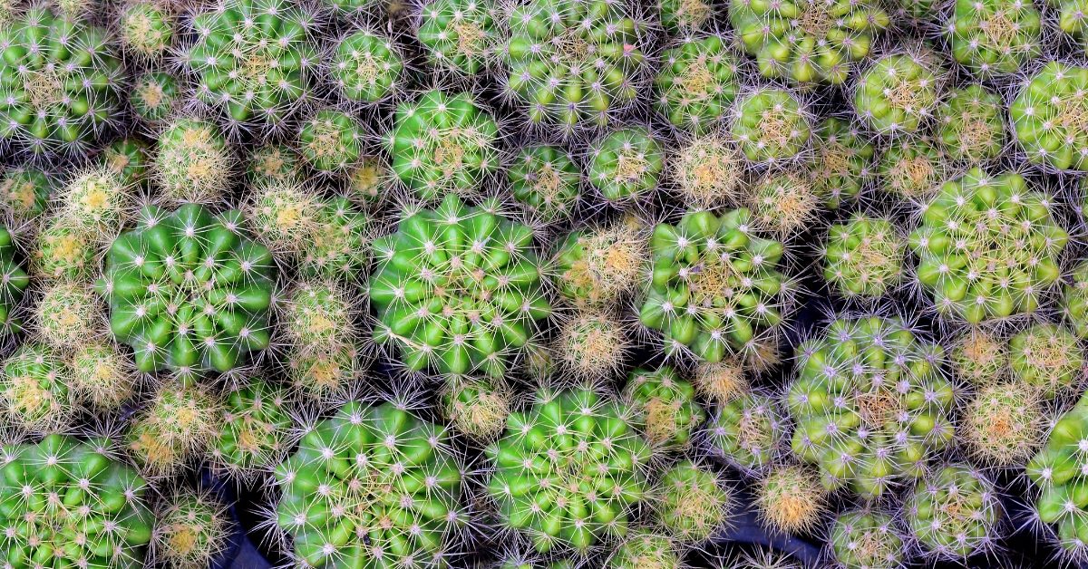 Entretien, culture : Comment bichonner les cactus touffes ‘Echinopsis’