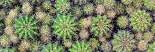 Entretien, culture : Comment bichonner les cactus touffes 'Echinopsis'