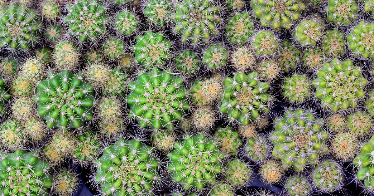 Entretien, culture : Comment bichonner les cactus touffes 'Echinopsis' Entretien, culture : Comment bichonner les cactus touffes 'Echinopsis'