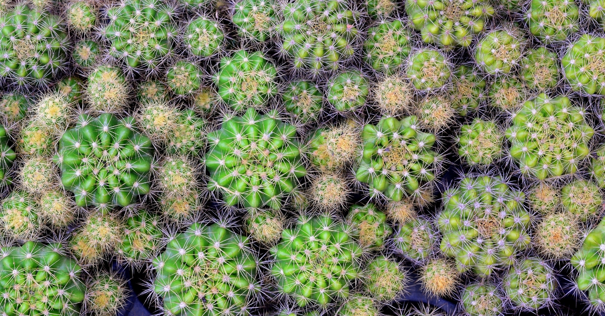 Entretien, culture : Comment bichonner les cactus touffes 'Echinopsis'