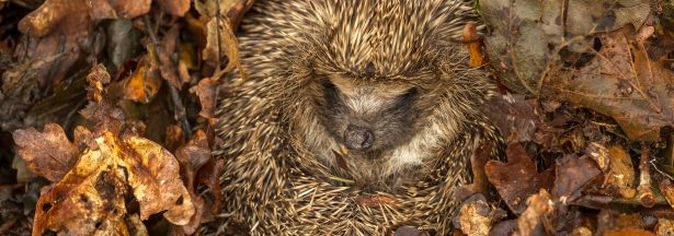Interdiction des néonicotinoïdes : les populations d’oiseaux reprennent Interdiction des néonicotinoïdes : les populations d’oiseaux reprennent