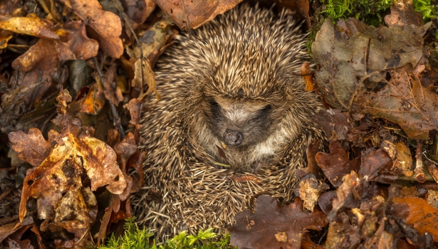 Comment se passe l'hiver pour les animaux qui hibernent ? Comment se passe l'hiver pour les animaux qui hibernent ?