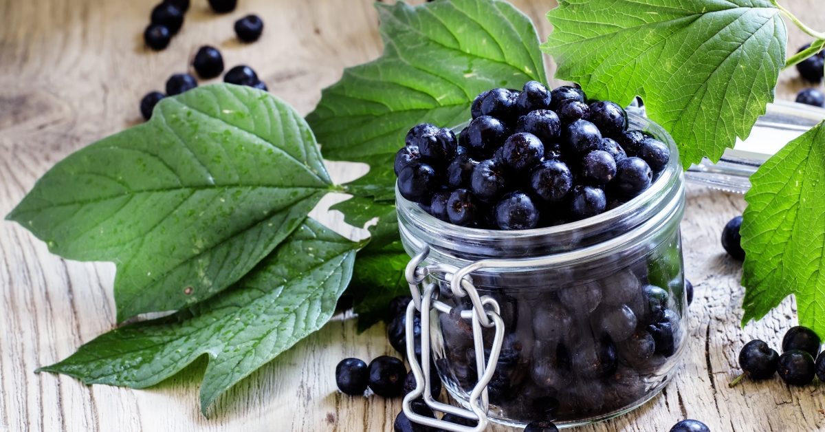 L’aronia, la baie noire qui nous va au coeur