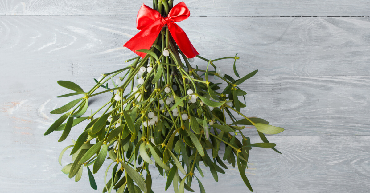 Vive Le Gui Plante Sacree Pour Se Soigner Tout Au Long De L Annee