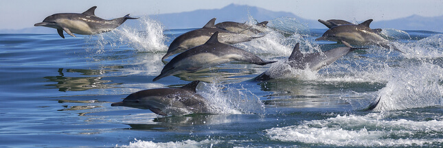 Le changement climatique produit une dermatite mortelle chez les dauphins