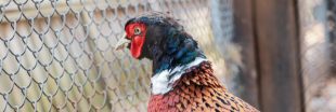 Faisans élevés pour la chasse : OneVoice s'indigne dans la Drôme Faisans élevés pour la chasse : OneVoice s'indigne dans la Drôme