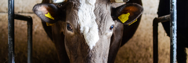 fin ferme mille vaches