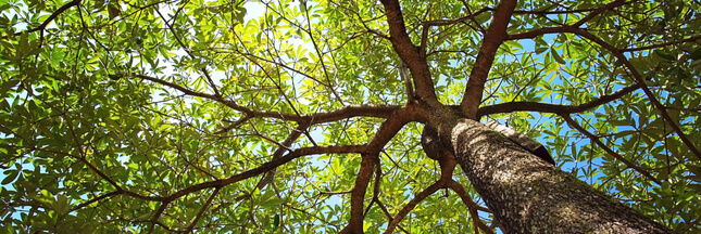 Les arbres, un bouclier contre le réchauffement climatique mais à quel prix ?
