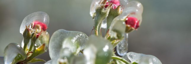 Protéger le jardin du gel en hiver