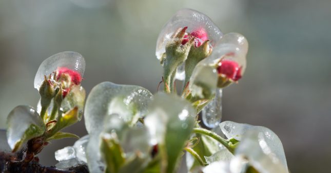Protéger le jardin du gel en hiver