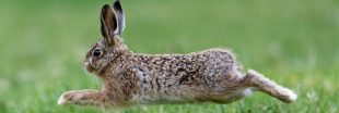 Dans la famille biodiversité ordinaire, protégeons le lièvre