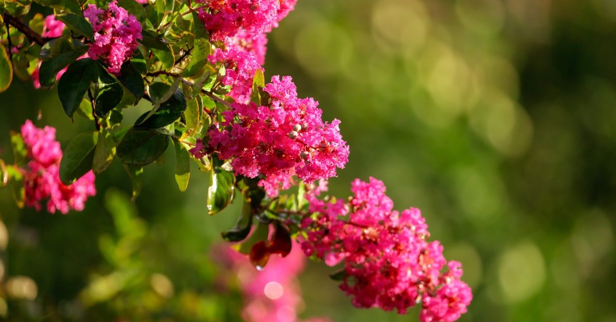 À la découverte du lilas des Indes : plantation, entretien et le reste !