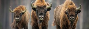 Liste Rouge UICN 2020 : 31 espèces éteintes, des dauphins en danger et un bison qui reprend du poil de la bête