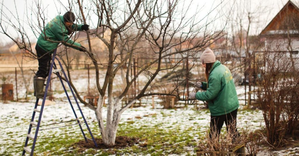 Protéger son jardin des maladies en hiver : les gestes essentiels