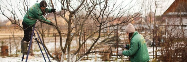 Protéger le jardin des maladies en hiver