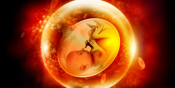 microplastique foetus