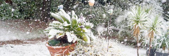 neige jardin
