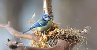 Idée reçue : les oiseaux dorment dans un... nid d'oiseau Idée reçue : les oiseaux dorment dans un... nid d'oiseau