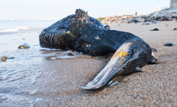 oiseau mort