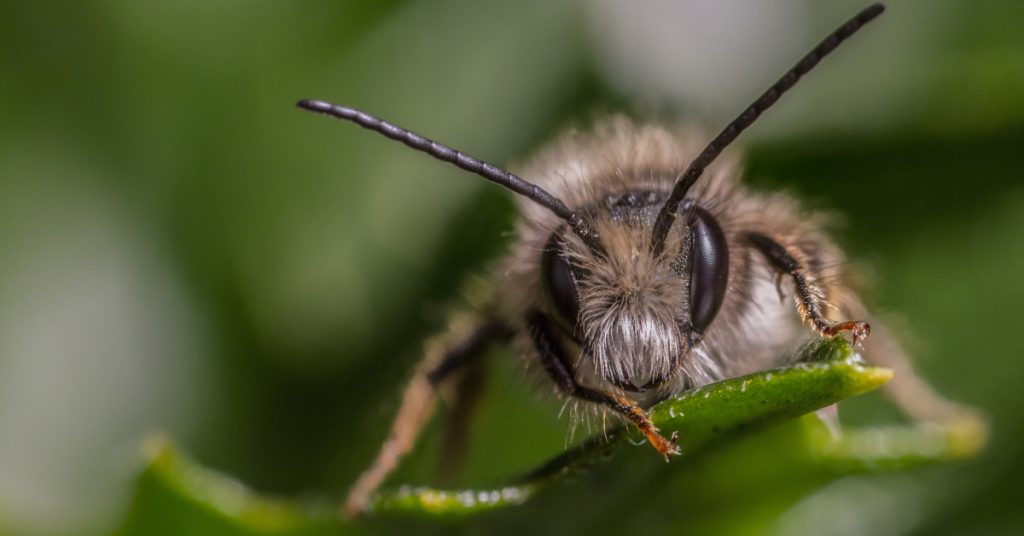 Dans la famille biodiversité ordinaire, protégeons les Osmies