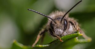 Dans la famille biodiversité ordinaire, protégeons les Osmies Dans la famille biodiversité ordinaire, protégeons les Osmies