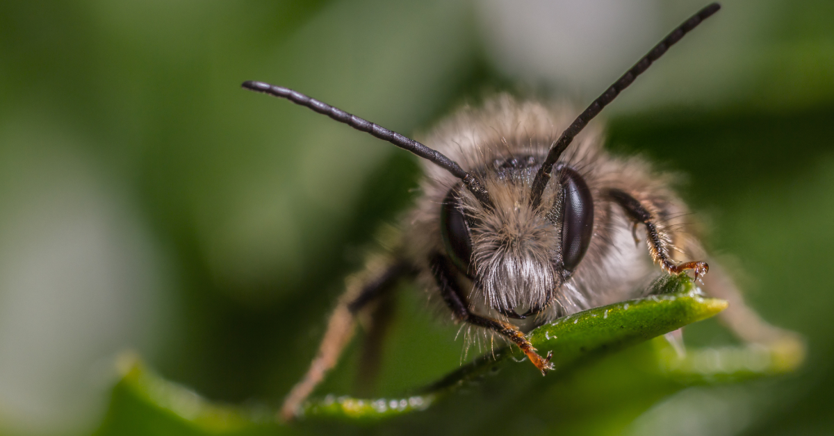 Dans la famille biodiversité ordinaire, protégeons les Osmies Dans la famille biodiversité ordinaire, protégeons les Osmies