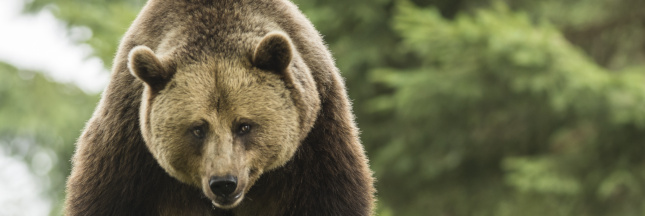 Une majorité de Français pour le remplacement des ours tués par les humains
