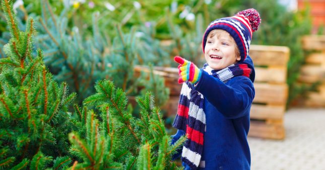 Idée reçue : un sapin artificiel, c'est mieux pour l'environnement Idée reçue : un sapin artificiel, c'est mieux pour l'environnement