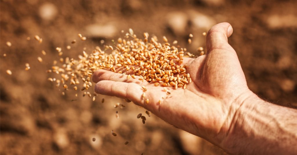 Où acheter des semences paysannes ?