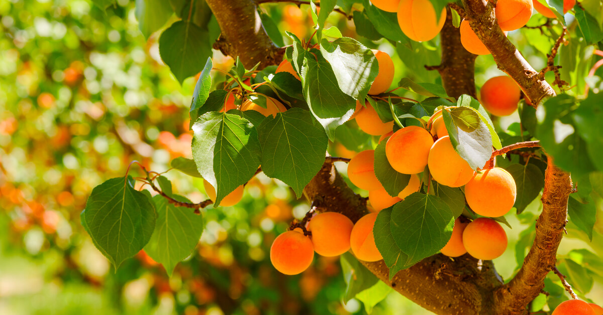 Taille de l'abricotier : tous les conseils pour bien s'y prendre