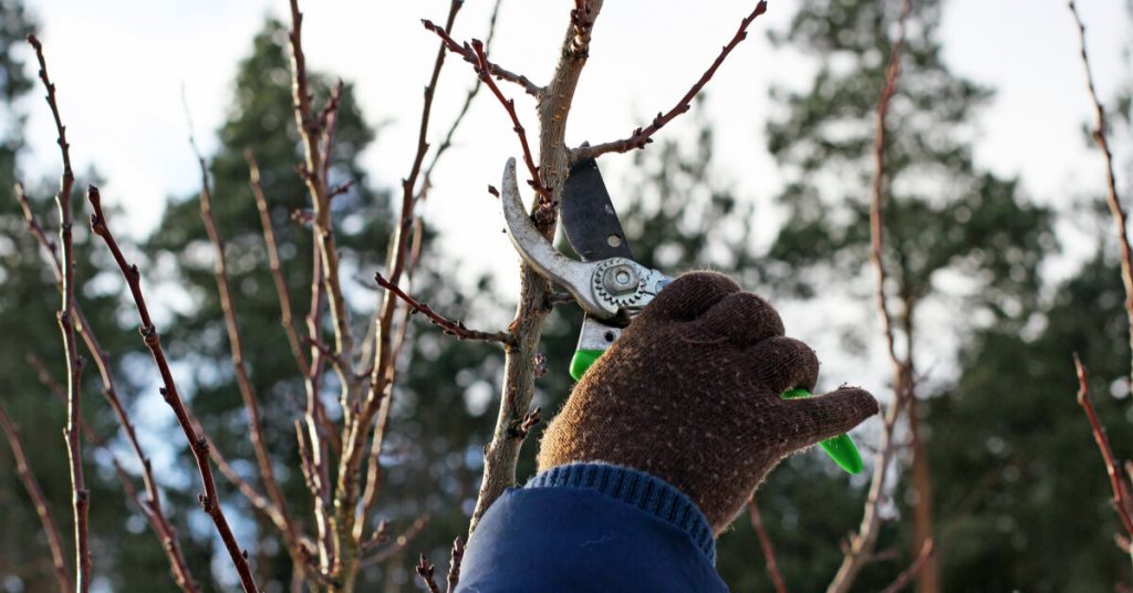 Taille des arbres fruitiers : tous les conseils pour bien s’y prendre