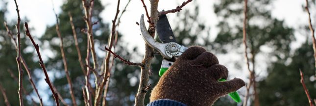 taille arbre fruitier