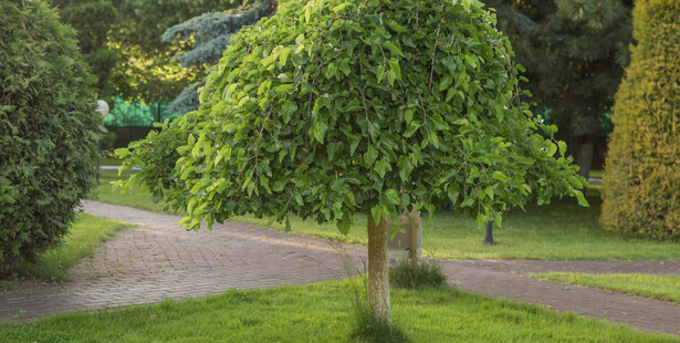 taille mûrier platane