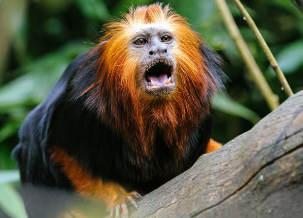 tamarin lion