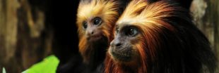 Inquiétude pour 15 singes d'une espèce rare volés en Ile-de-France