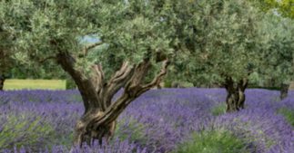 Tous les conseils pour savoir comment tailler un olivier Tous les conseils pour savoir comment tailler un olivier