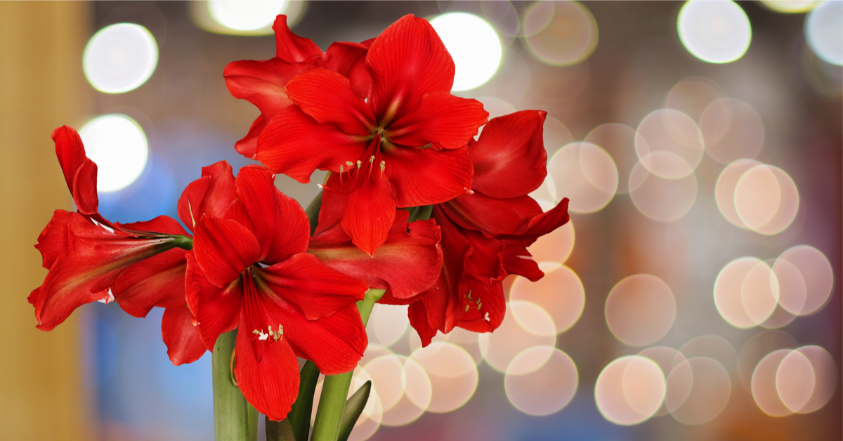 Bouquet de saison : quelles fleurs en hiver ? Bouquet de saison : quelles fleurs en hiver ?