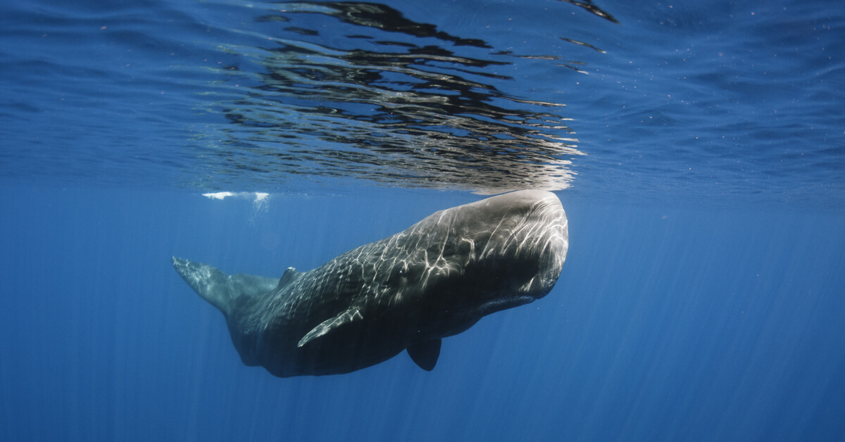 Ambre gris : le 'vomi de cachalot' qui vaut des millions Ambre gris : le 'vomi de cachalot' qui vaut des millions