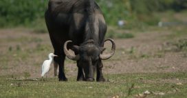 Les duos d’animaux : un peu de douceur dans un monde de brutes ?